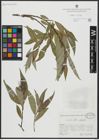 Foto von Salix alba L. x Salix fragilis L.